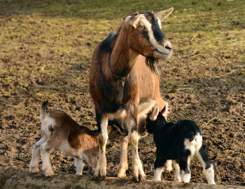 Veterina Dobro Grosuplje koze živali