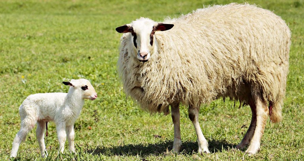 Veterina Dobro Grosuplje ovce dlaka skrb