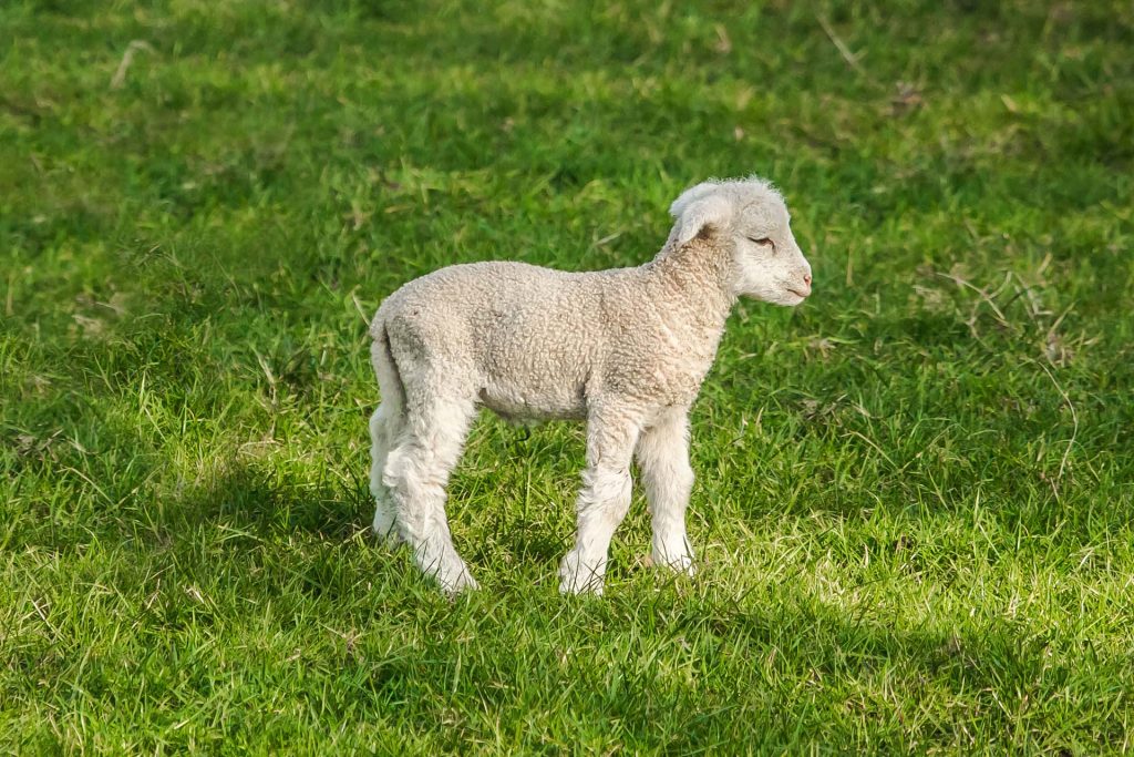 Veterina Dobro Grosuplje zdravje ovce skrb